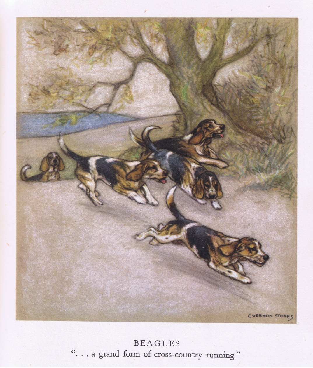 Beagles by George Vernon Stokes