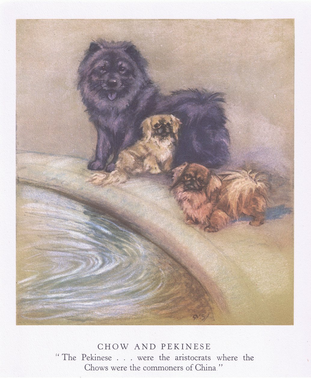 Chow and Pekinese by George Vernon Stokes