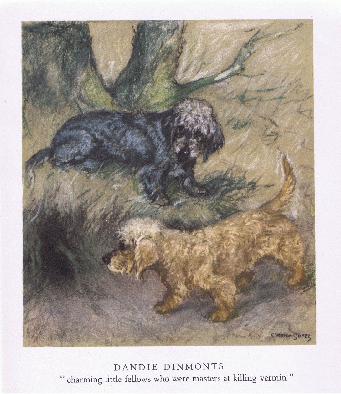 Dandie Dimonts by George Vernon Stokes
