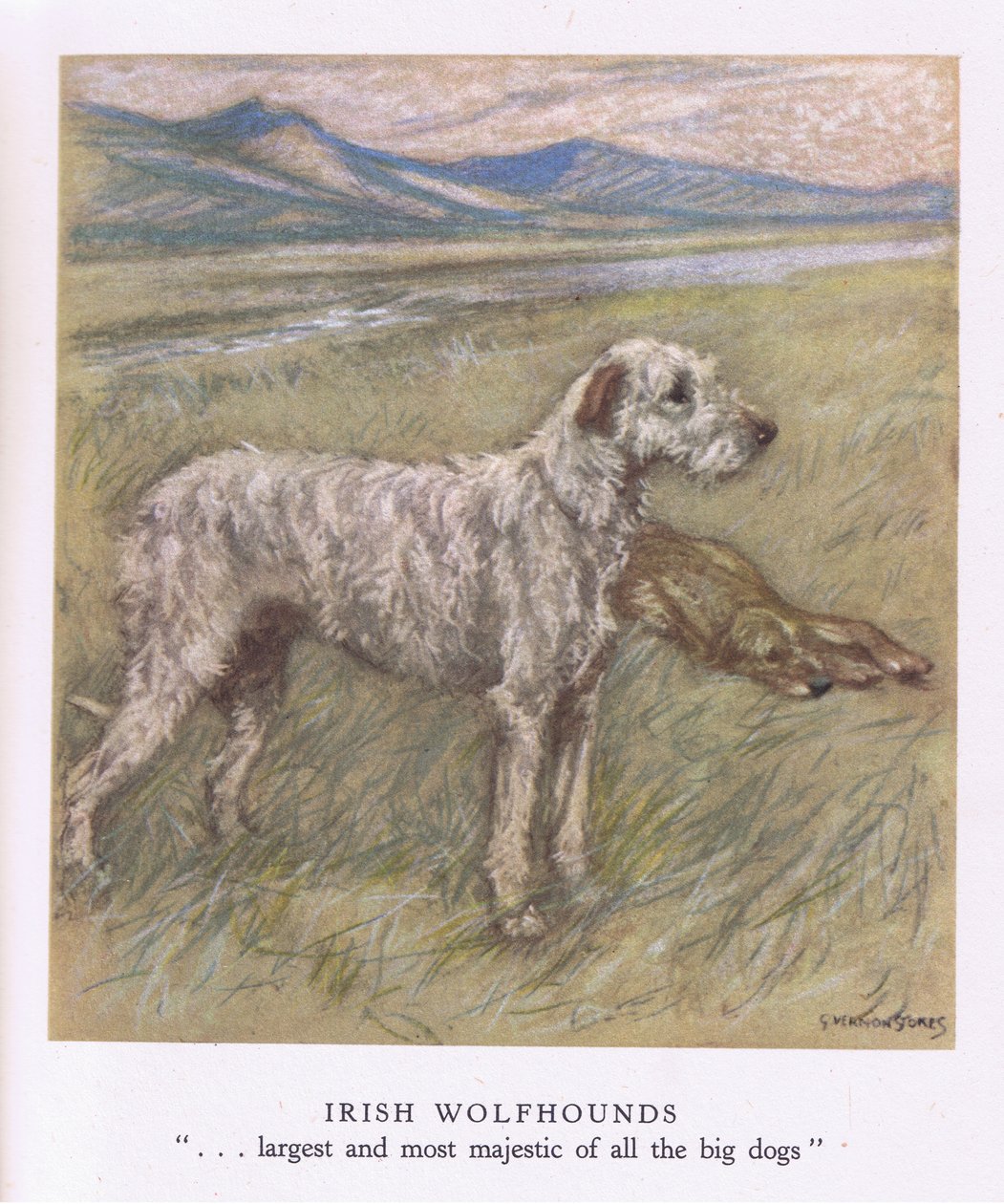 Irish Wolfhounds by George Vernon Stokes