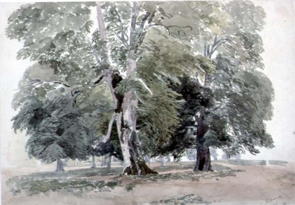 Study of Trees by George the Younger Barret