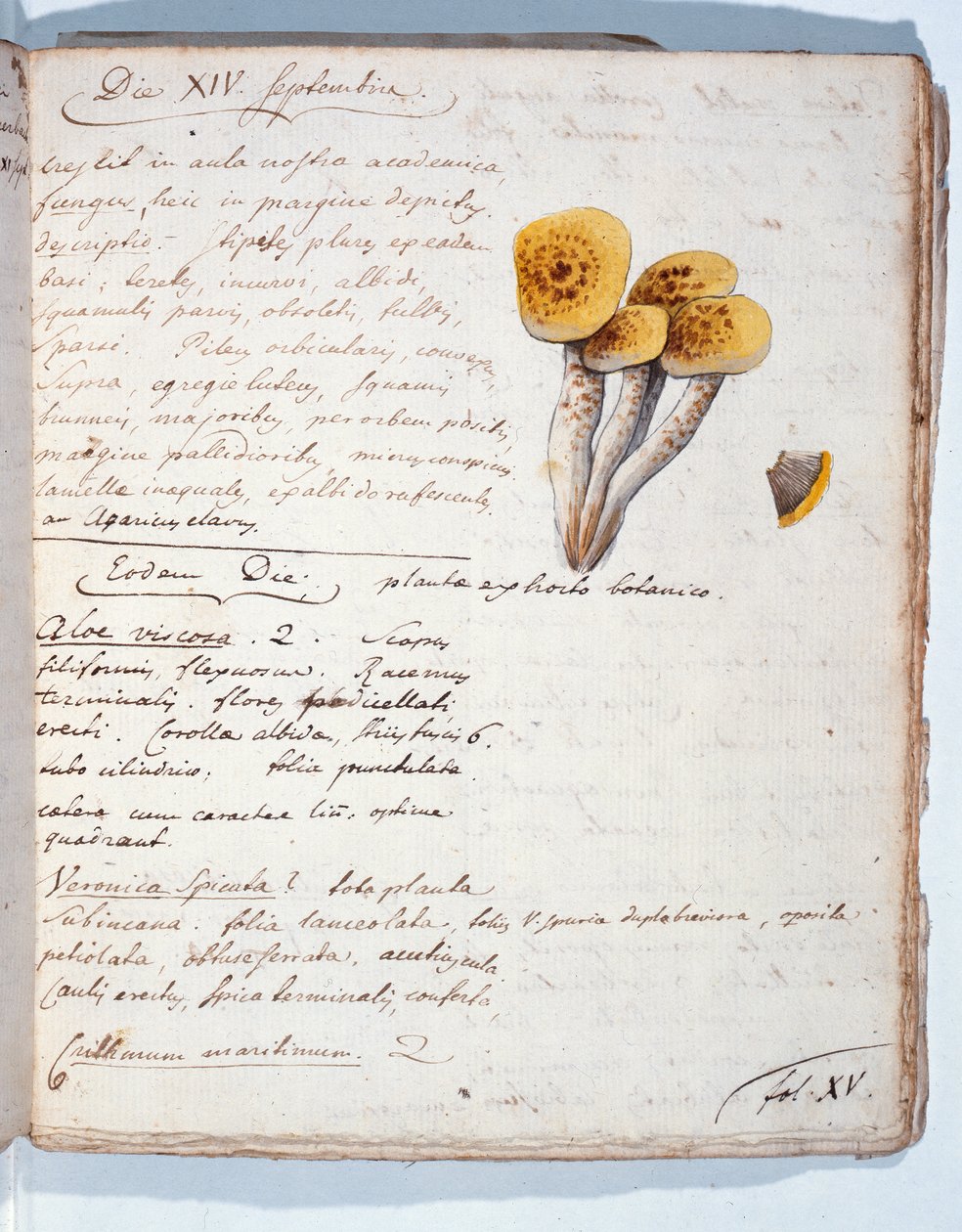 Illustration of a Species of Fungus, from 