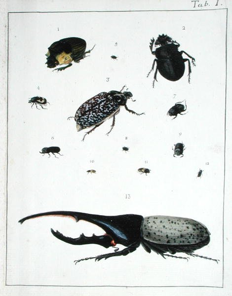 Various Beetles, Plate I from 