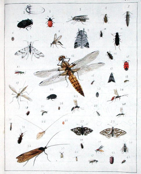 Various Insects, Plate III from 