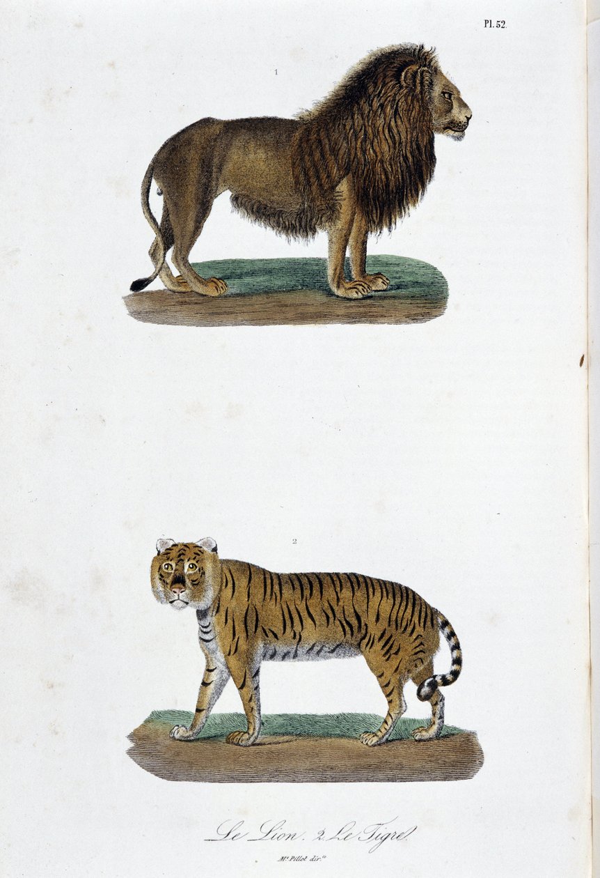Natural History Plate: Zoological board representing the lion and the tiger - in 