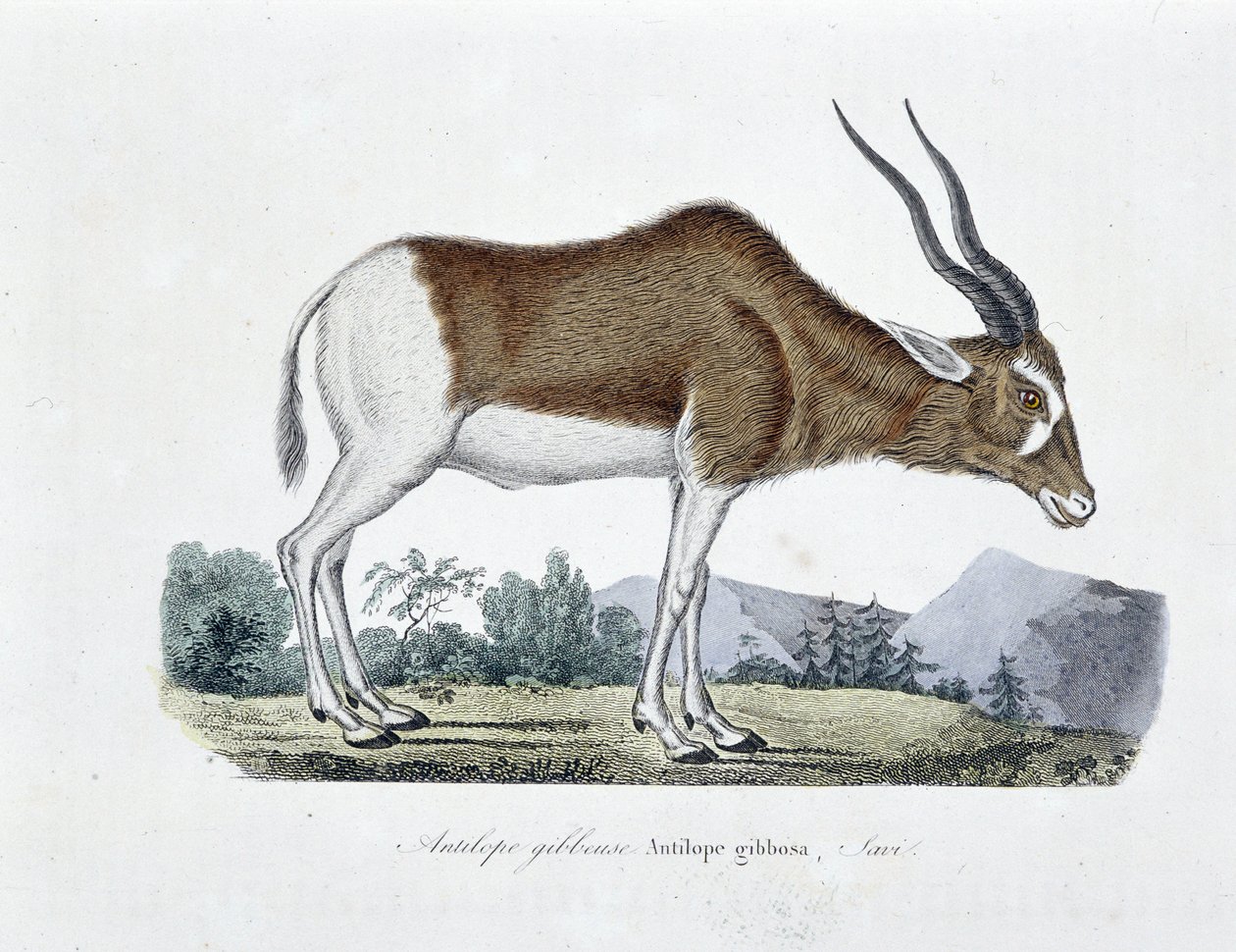 Natural History Plate: Zoological chart depicting Gibbous Antelope, Gibbosa Antelope, Savi - in 