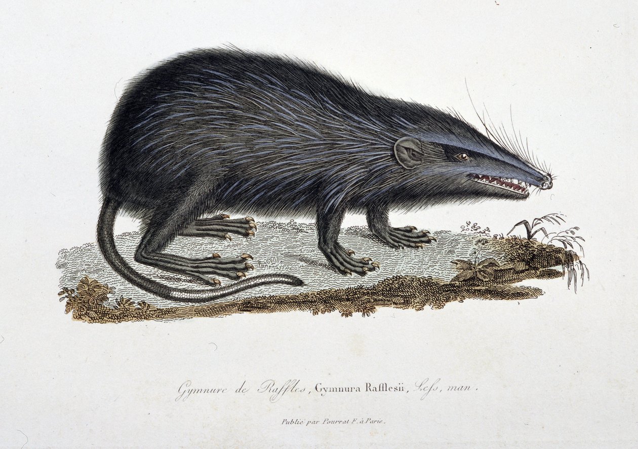 Natural History Plate: Zoological chart depicting The Gymnure of Raffles, Gymnura Rafflesii, Lefs, man - in 