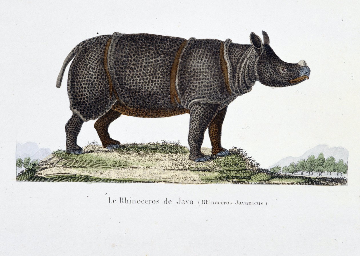 Natural History Plate: Zoological chart representing the Rhinoceros of Java (Rhinoceros Javanicus) - in 
