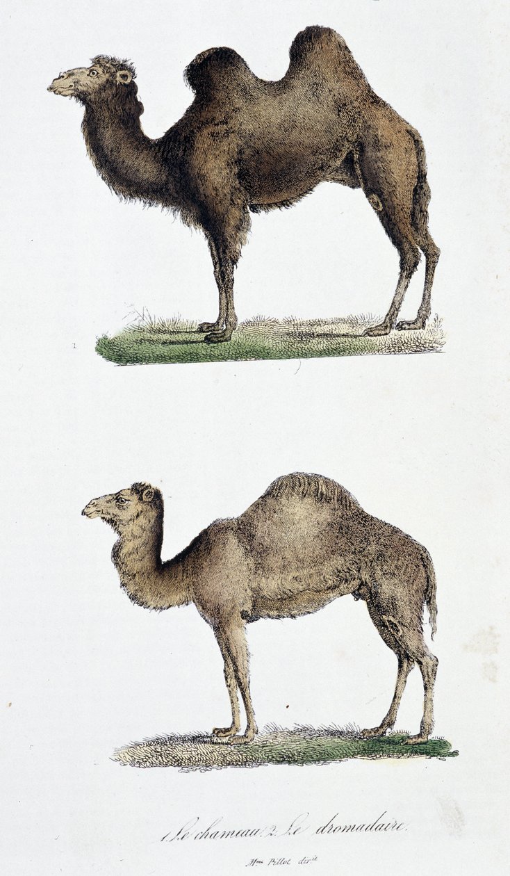 Natural history board: Zoological board representing the camel and the dromedary - in Complete Works of Buffon by naturalist Georges Louis Leclerc, Count of Buffon by Georges Louis Leclerc