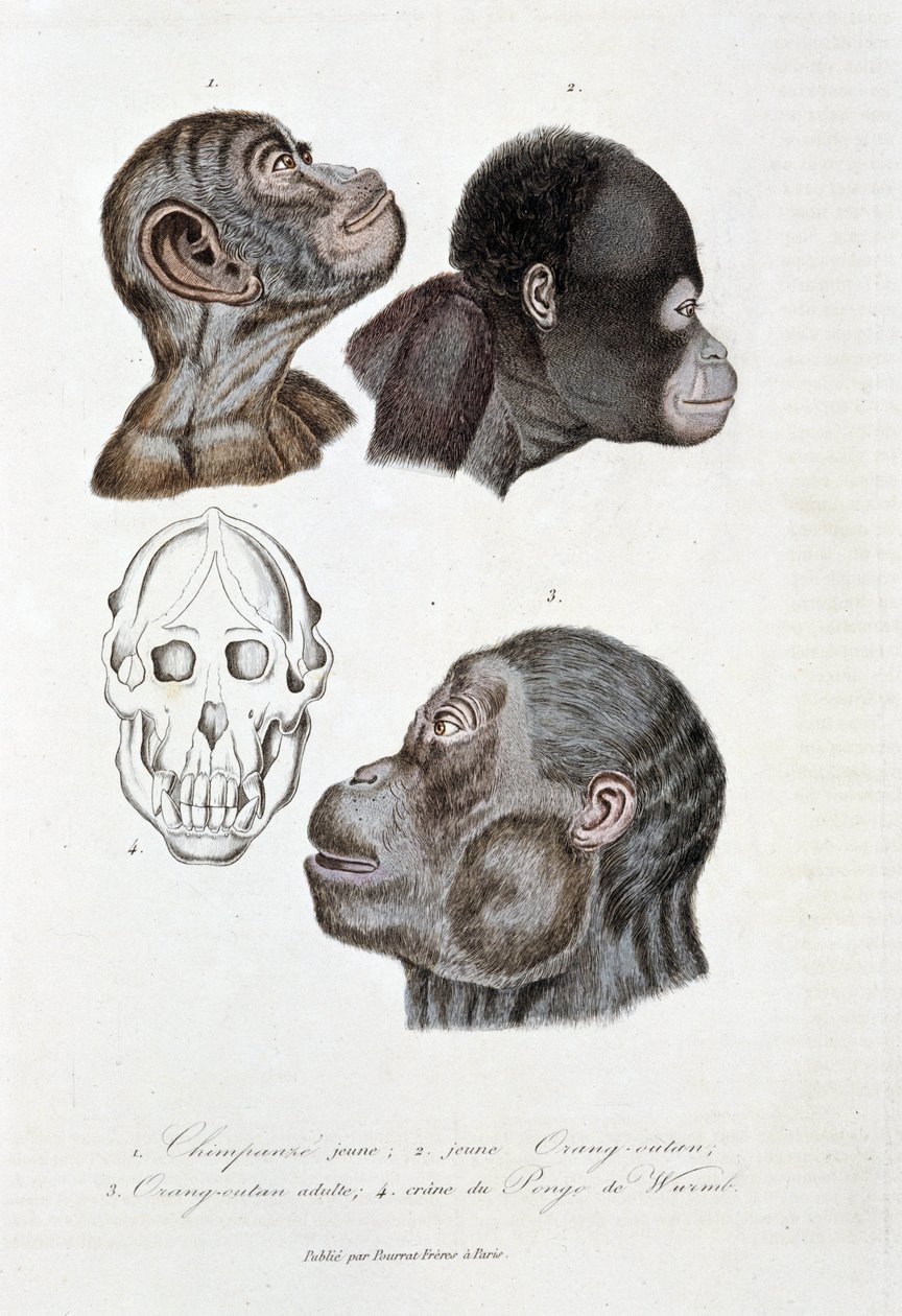 Natural history board: Zoological board representing 1. Young chimpanzee; 2. young Orangutan; 3. Adult Orangutan; 4. Skull of Pongo de Wurmb - in 