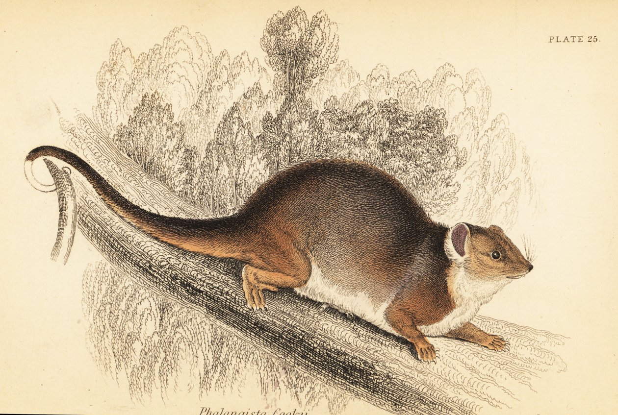 Common Ringtail Possum, Pseudocheirus peregrinus (engraving) by Georges Robert Waterhouse