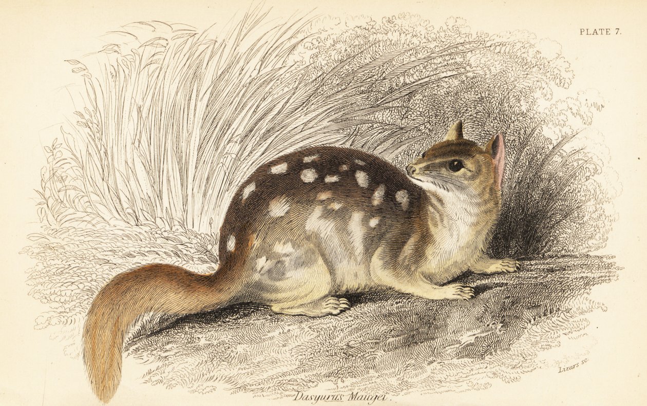 Eastern Quoll, Dasyurus viverrinus. Endangered by Georges Robert Waterhouse
