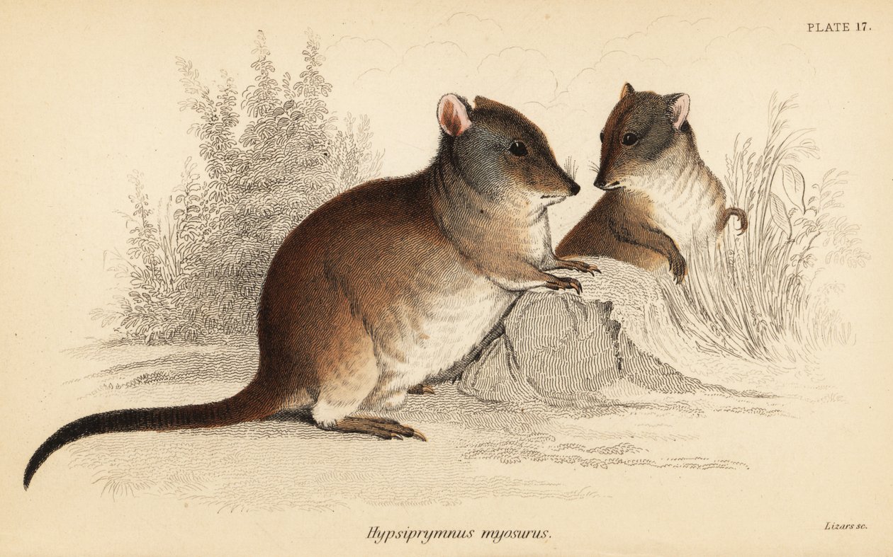 Long-nosed potoroo, Potorous tridactylus tridactylus (1841) by Georges Robert Waterhouse