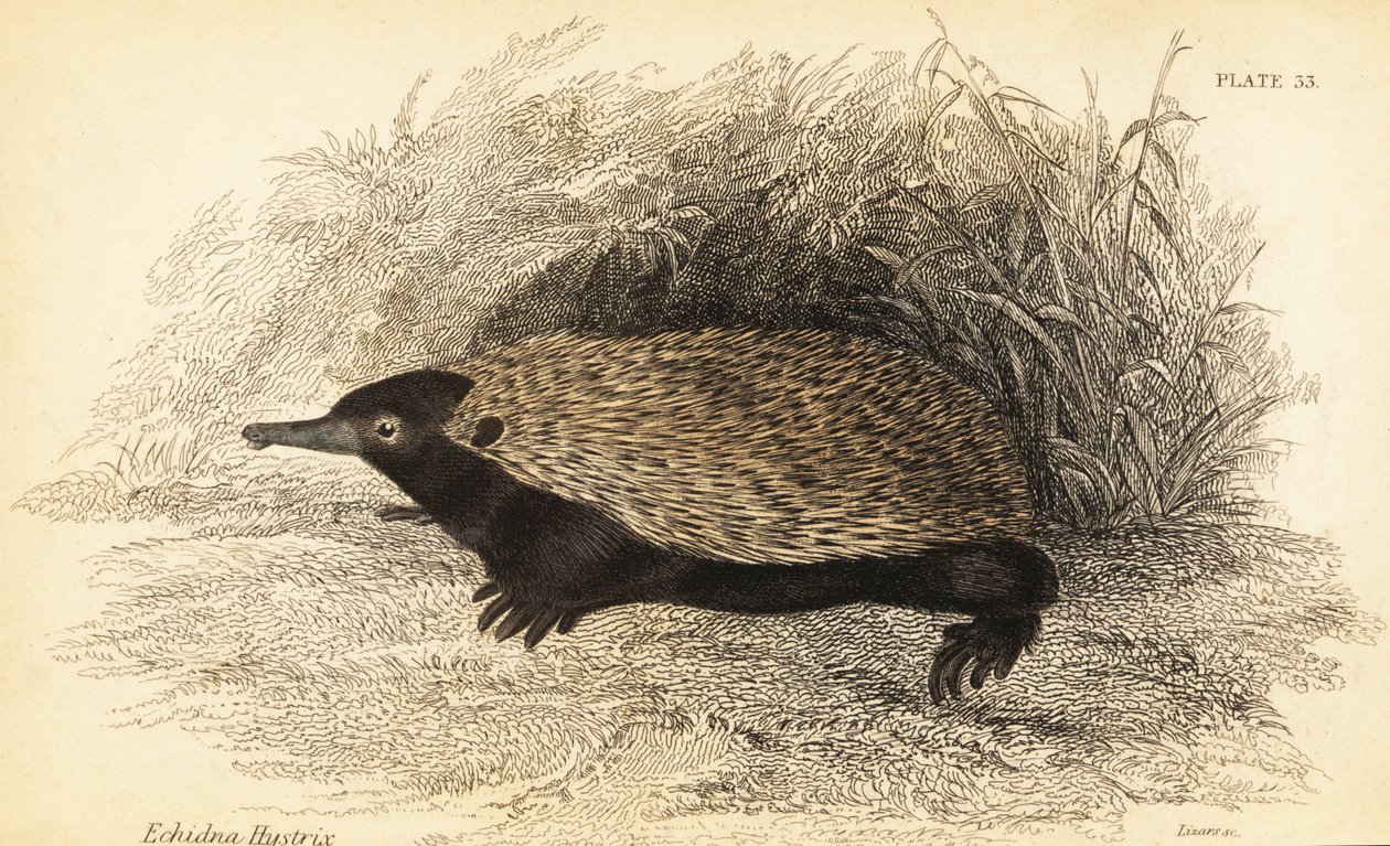 Short-beaked Echidna, Tachyglossus Aculeatus (engraving) by Georges Robert Waterhouse