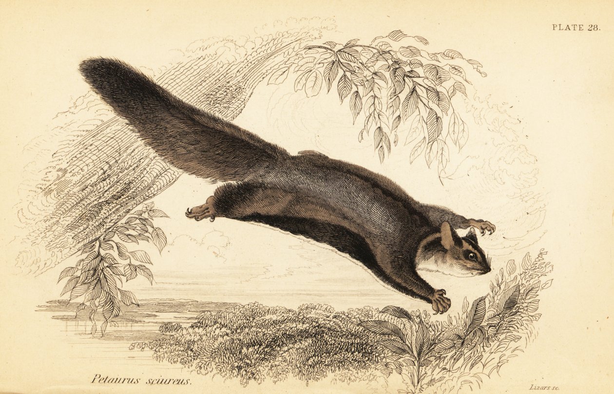 Squirrel Glider, Petaurus norfolcensis, 1841 (engraving) by Georges Robert Waterhouse
