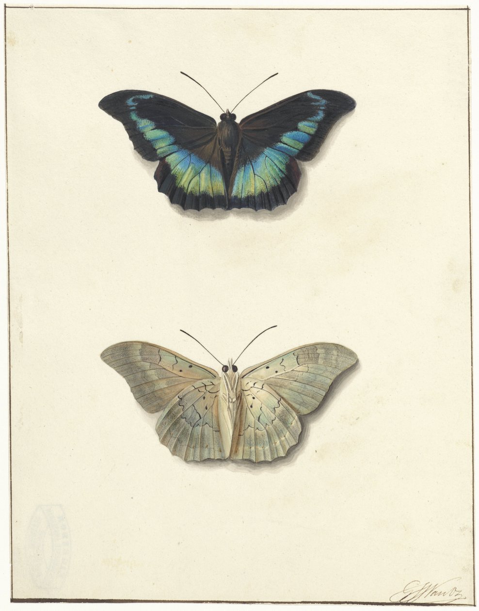 Top and Bottom View of a Butterfly by Georgius Jacobus Johannes van Os