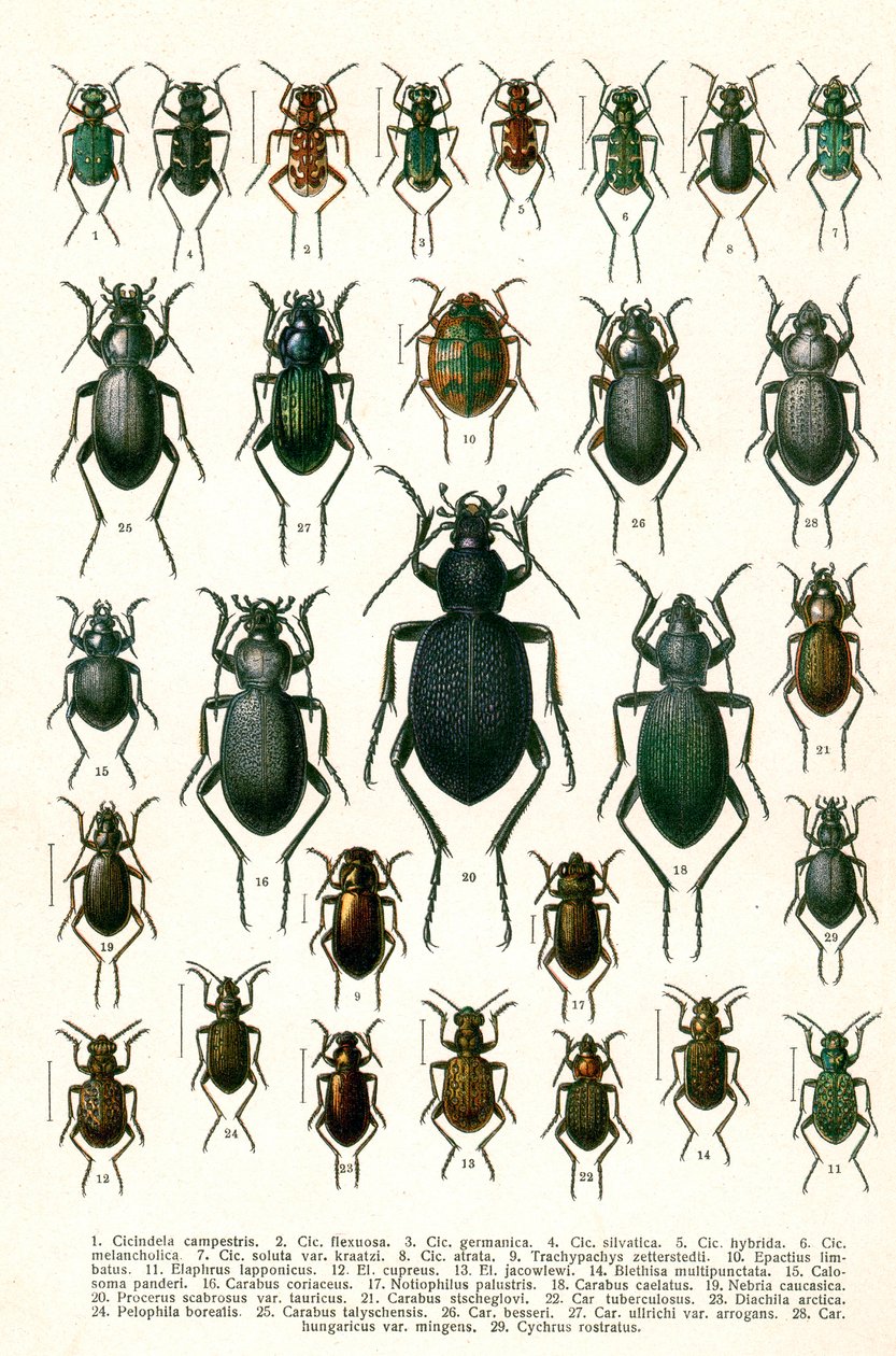 Antique Print of Varieties of European Beetles by Georgiy Jacobson