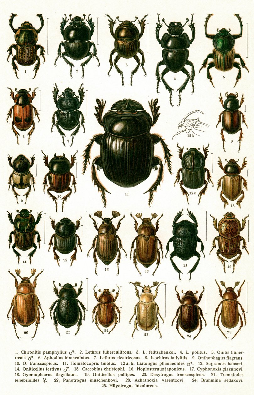 Antique Print of Varieties of European Beetles, c.1910 by Georgiy Jacobson