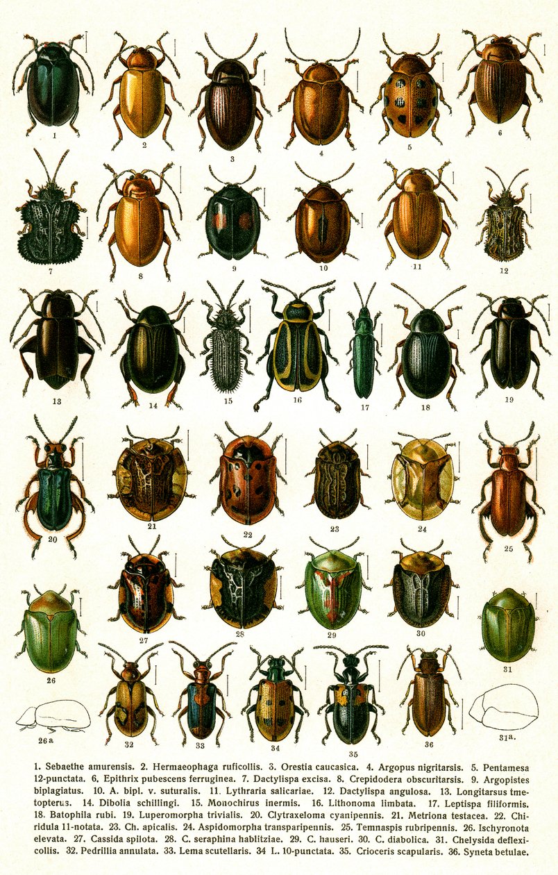 Antique Print of Varieties of European Beetles, c.1910 by Georgiy Jacobson