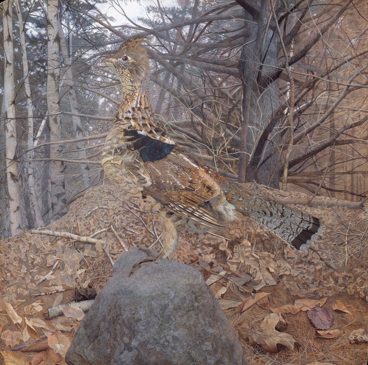 Male Ruffed Grouse in the Forest, 1907-08 by Gerald Thayer