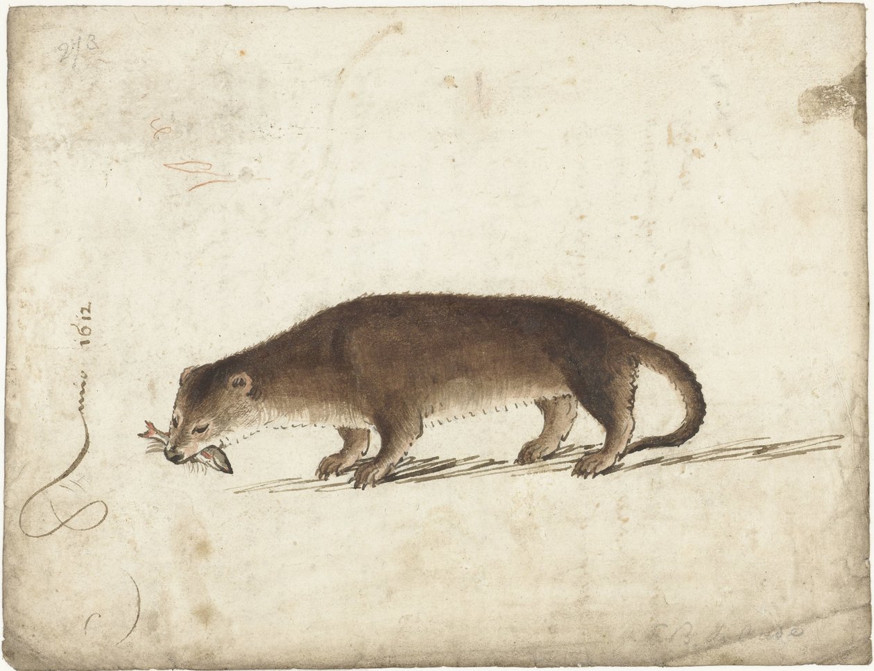 Otter with a Fish in Its Mouth by Gerard ter Borch (I)