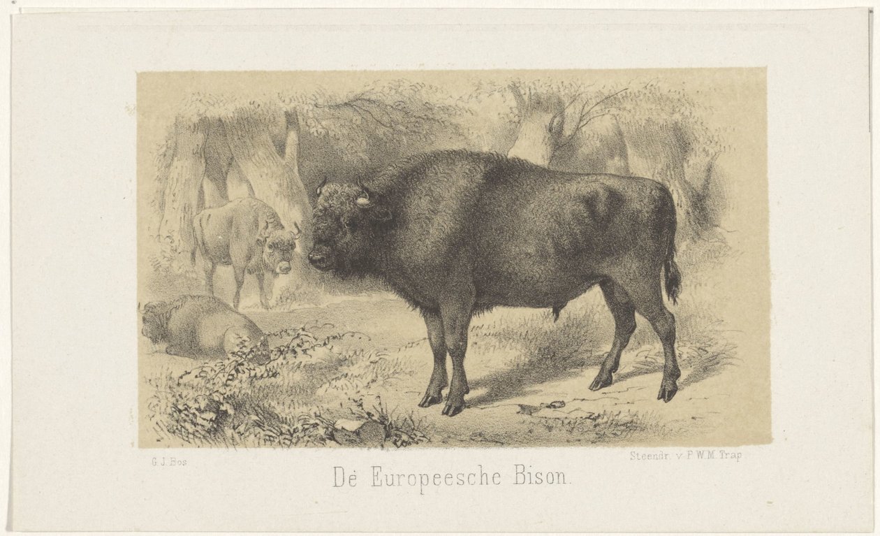 European Bison by Gerardus Johannes Bos