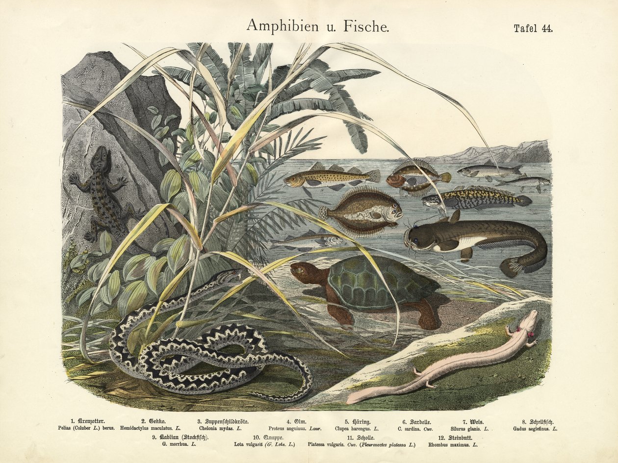 Amphibians and Fishes by German School