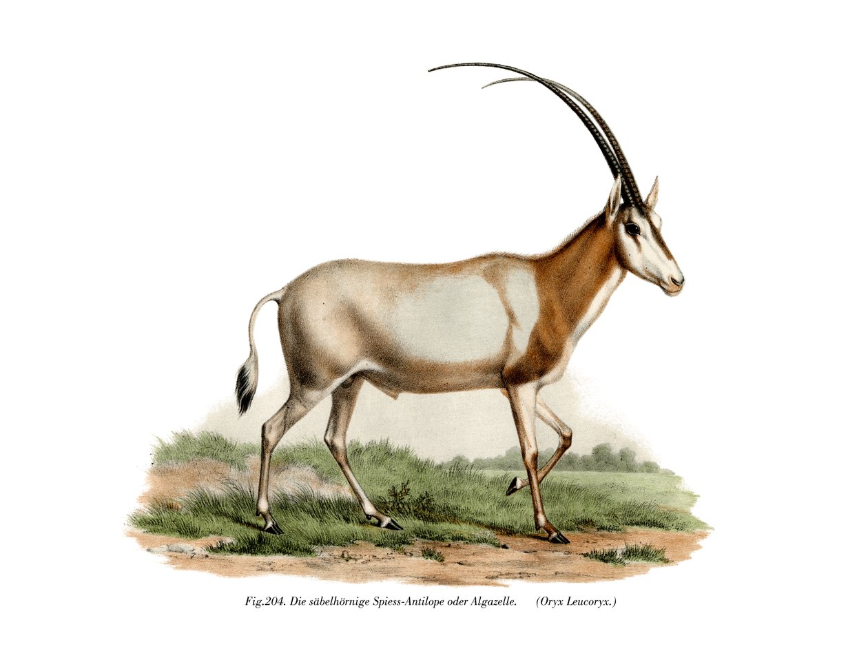 Arabian Oryx by German School