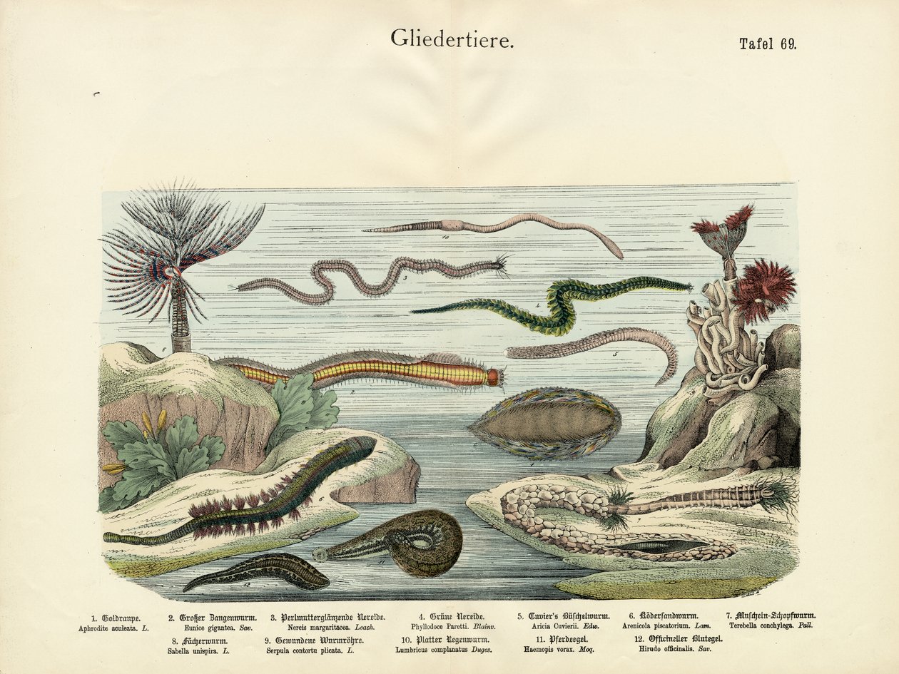 Arthropods by German School