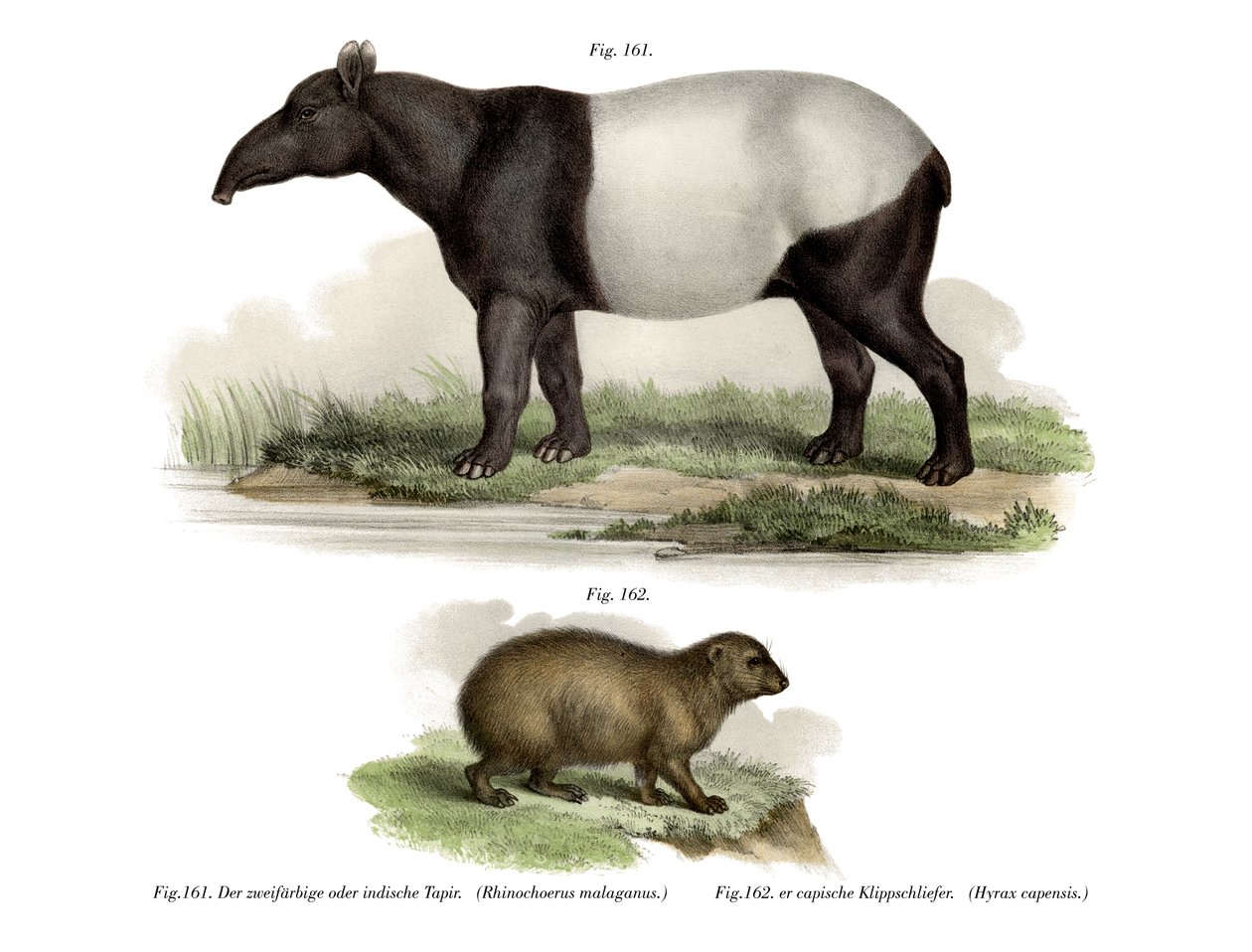 Asian Tapir by German School
