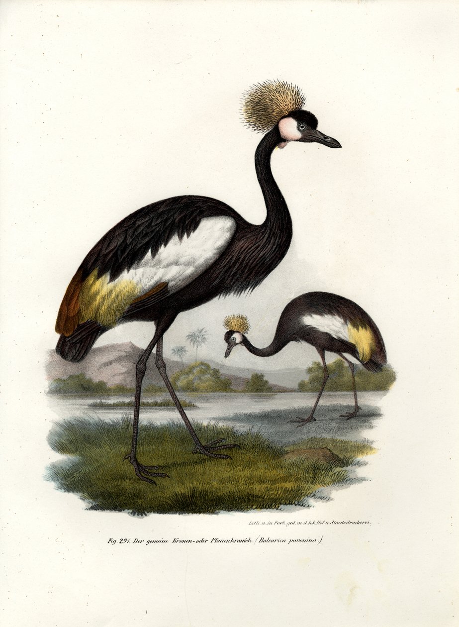 Black Crowned Crane by German School