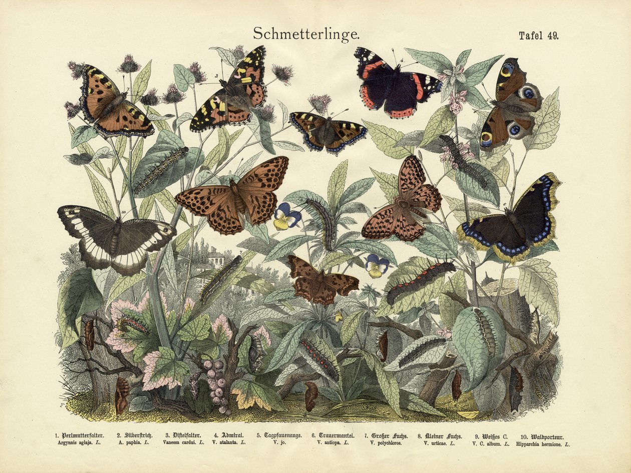 Butterflies by German School