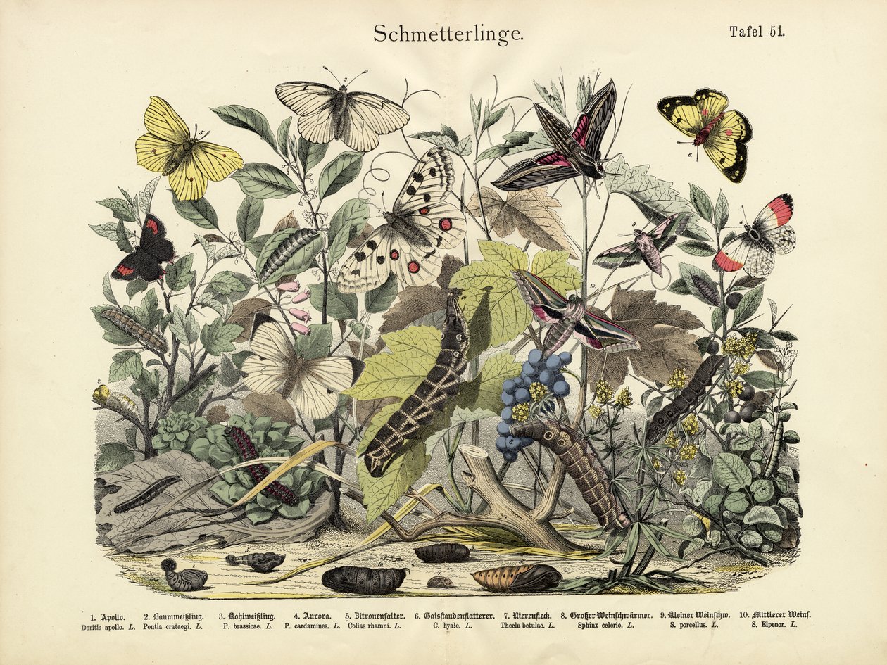 Butterflies by German School