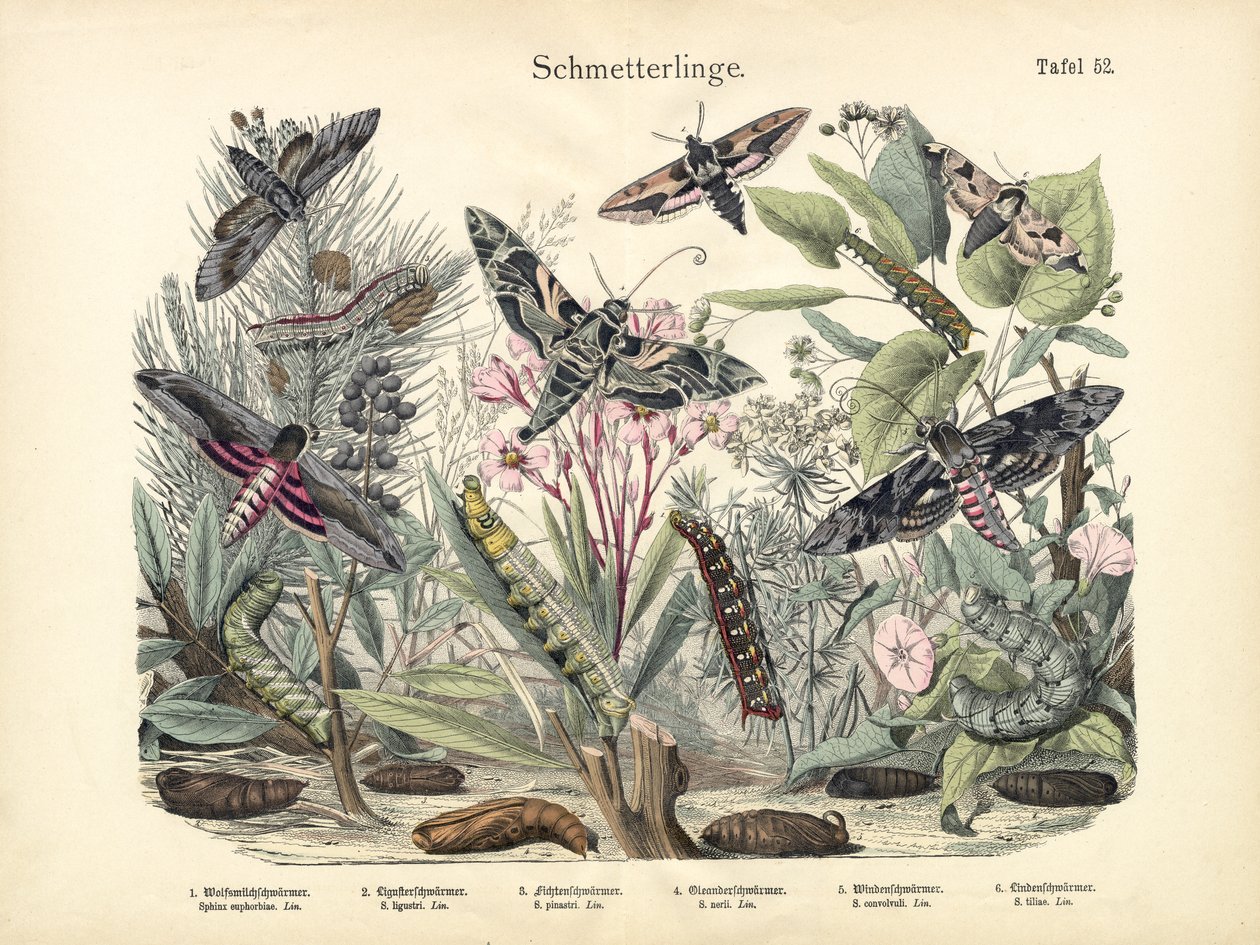 Butterflies by German School