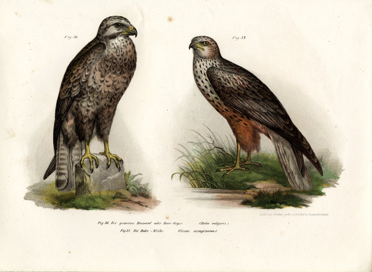 Buzzard by German School
