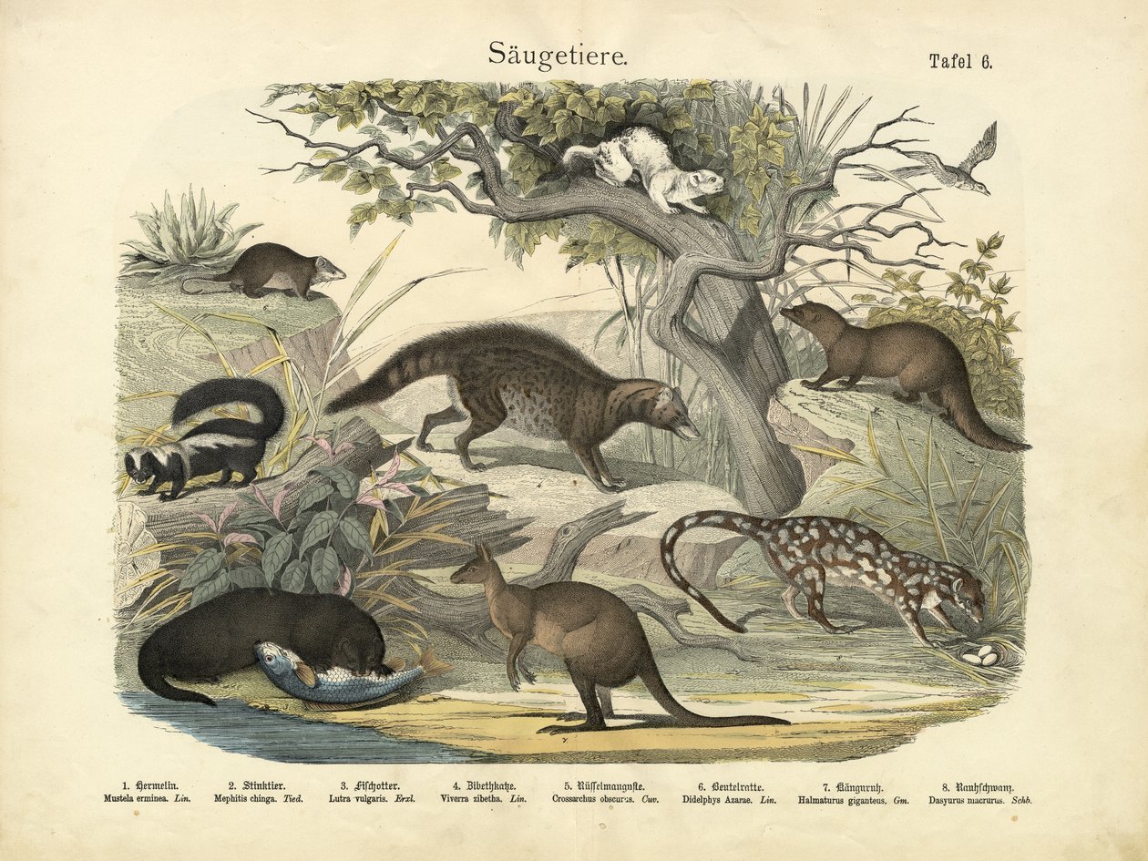 Mammals, c.1860 by German School