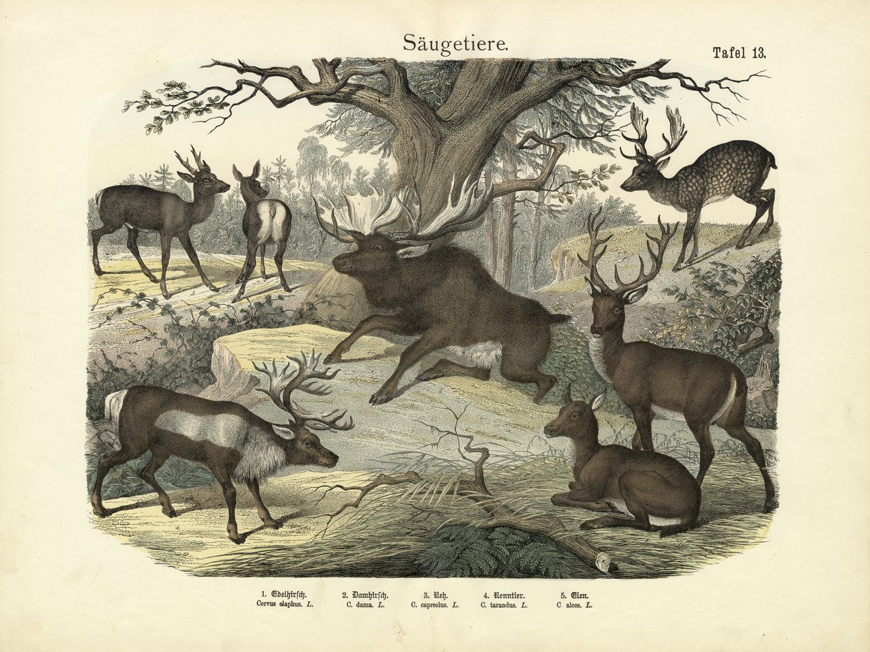 Mammals, c.1860 by German School