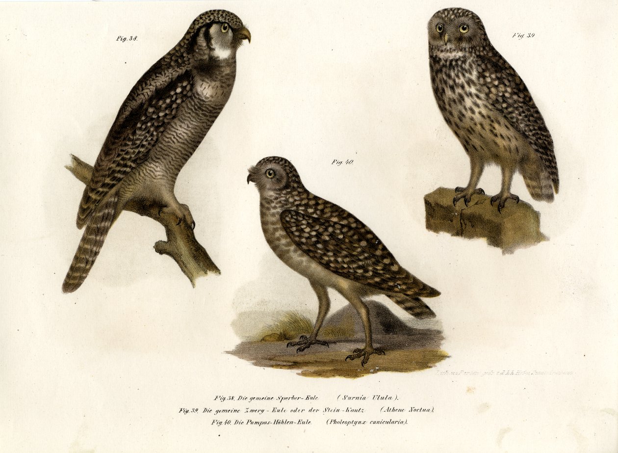 Northern Hawk Owl by German School
