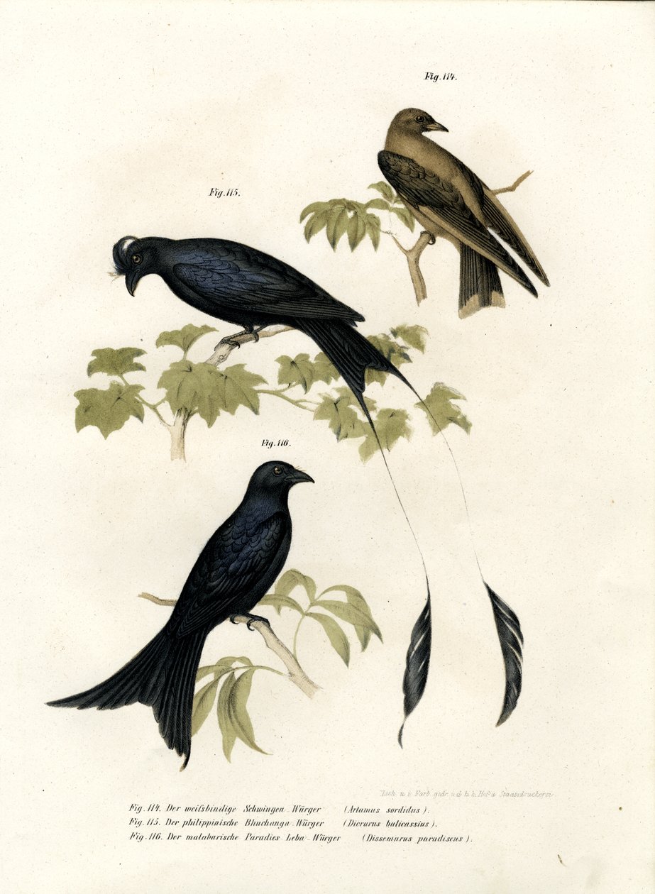 Wood Swallow by German School