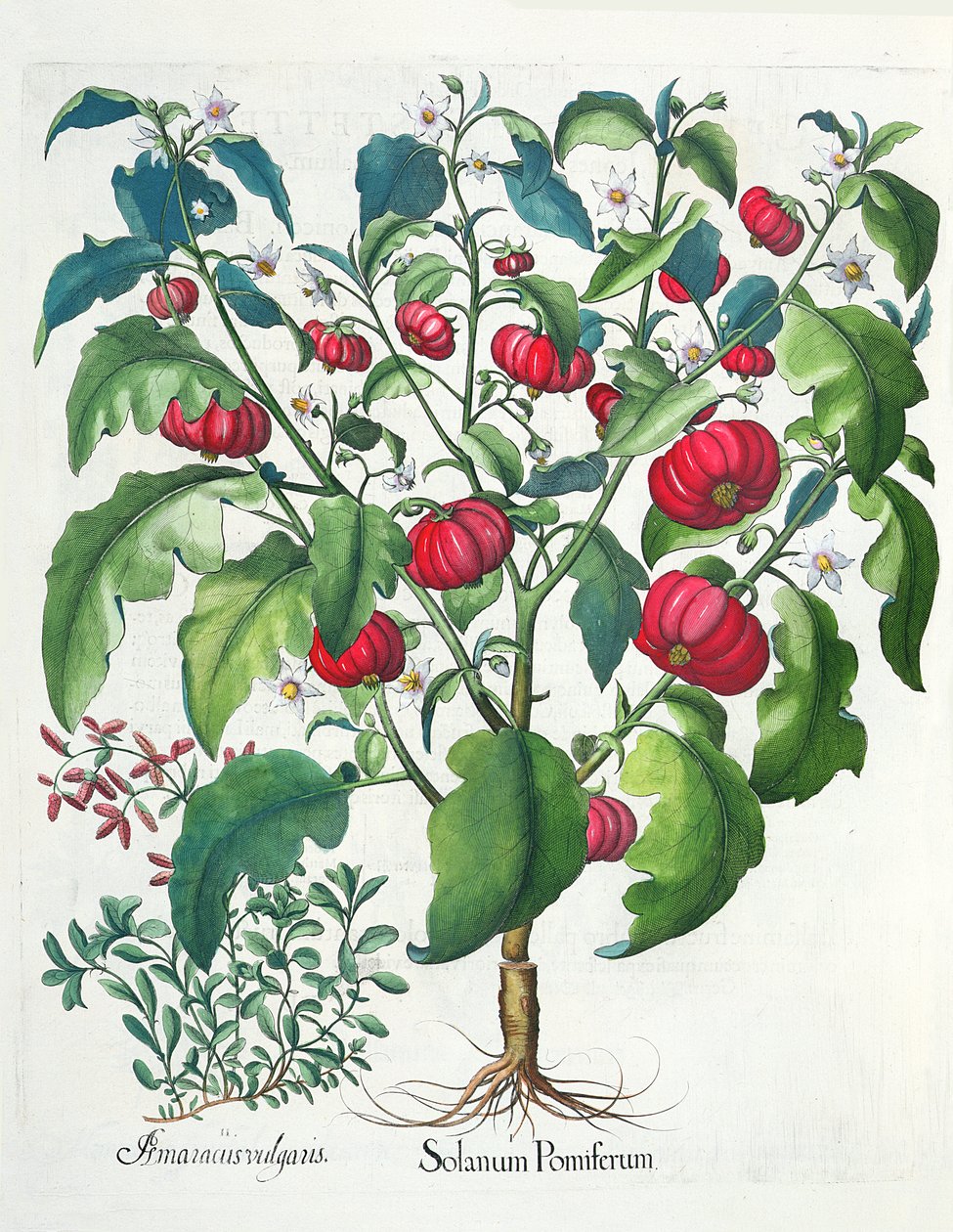 Solanum Pomiferum and Amaracus Vulgaris, from the Hortus Eystettensis by Basil Besler, pub. 1613 by German School