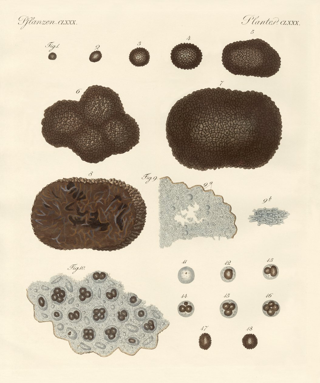 About the Organisation, Kind of Reproduction and the Building of Truffles by German School