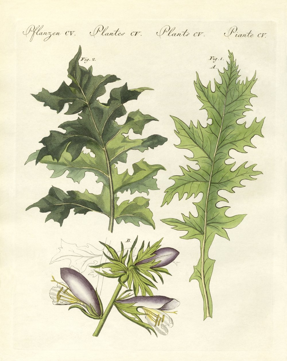Acanthus plants by German School