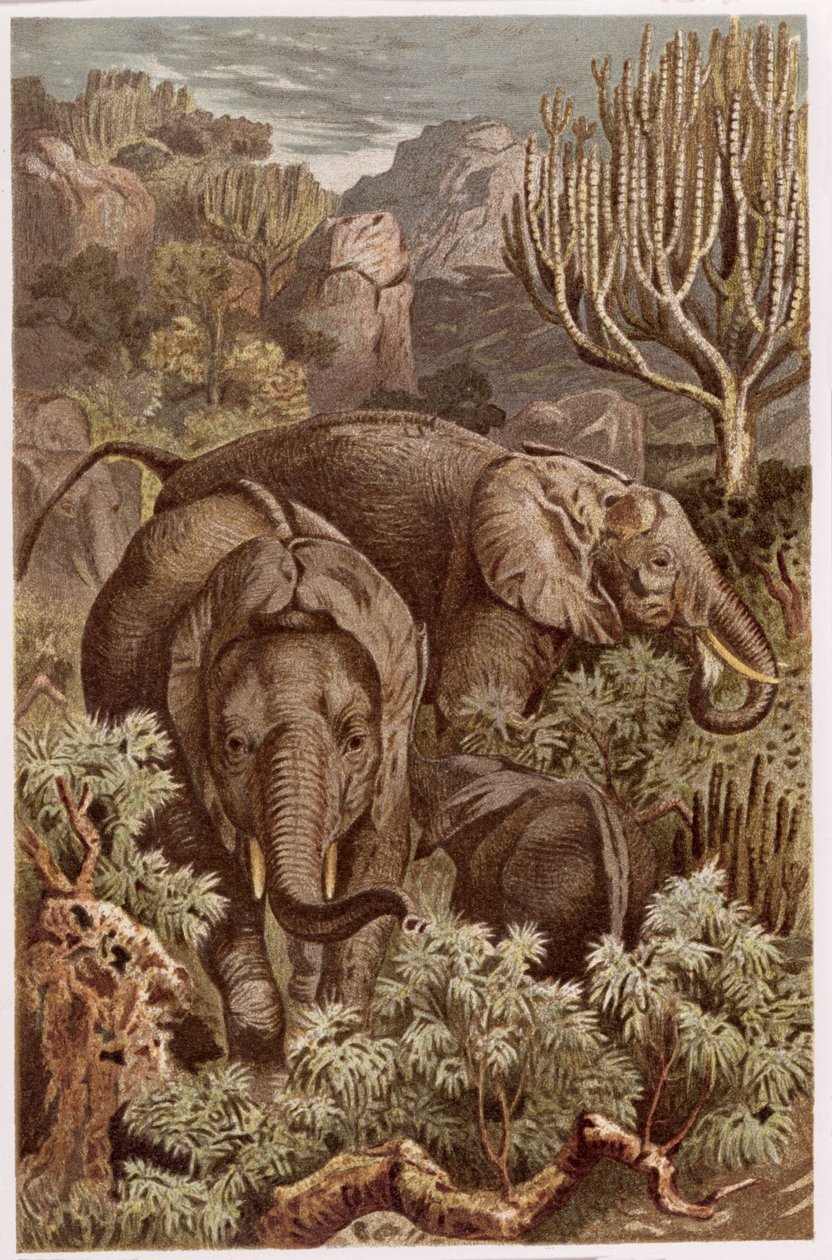 African Elephant, plate from Brehms Tierleben by German School