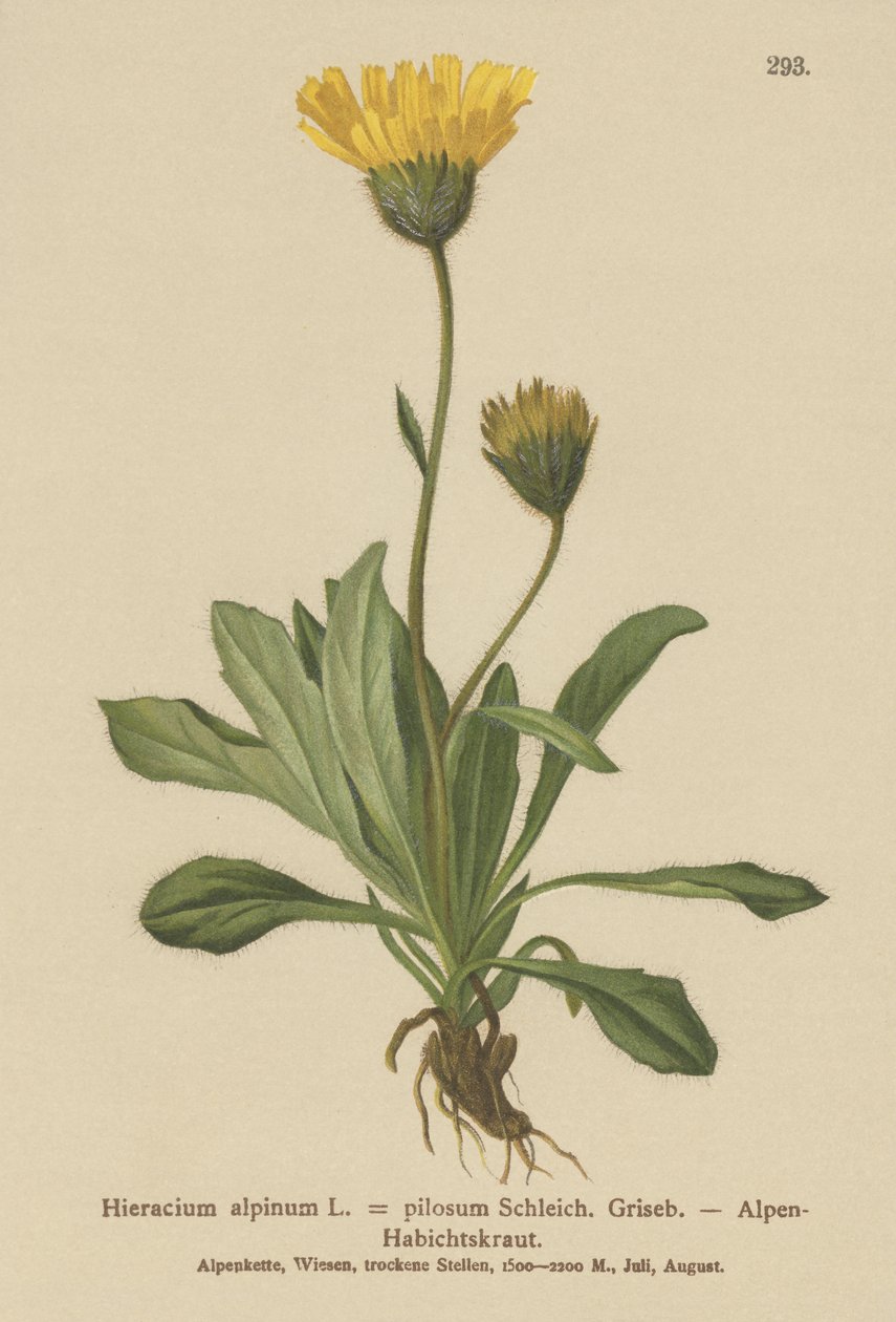 Alpine Hawkweed by German School