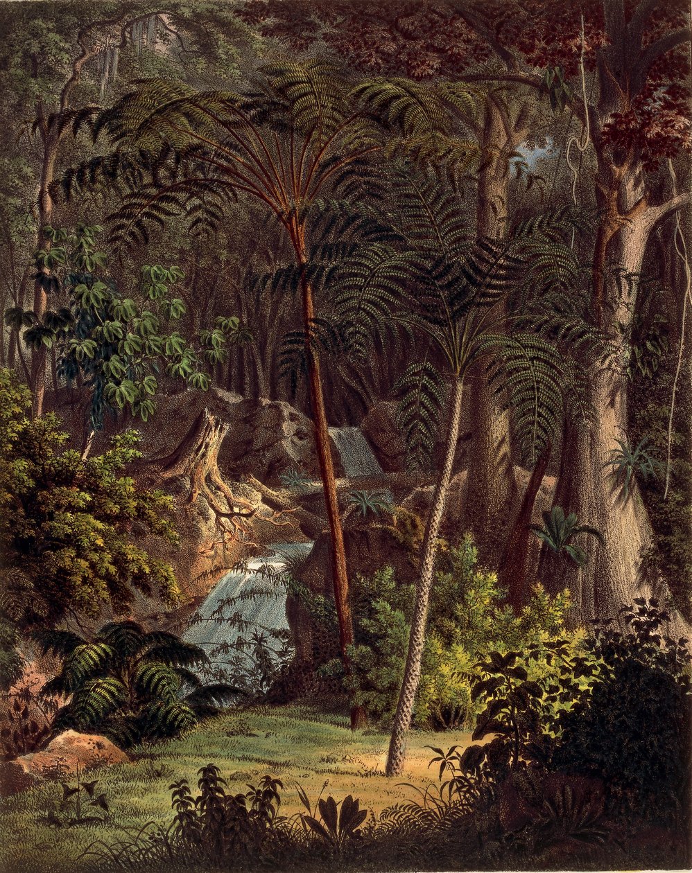 Amazon Rainforest, table XXVII from 