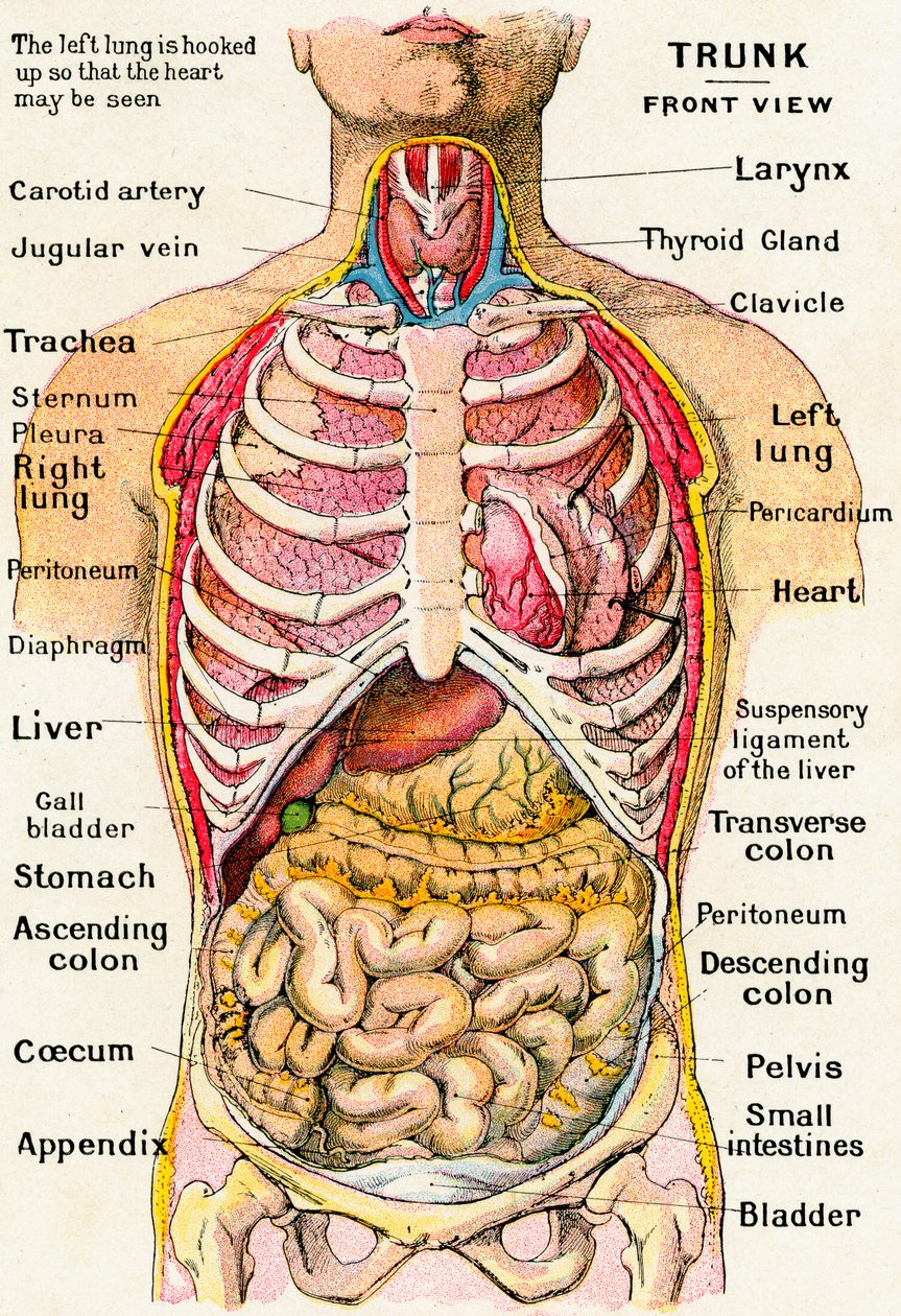 Anatomical View of the Human Torso by German School