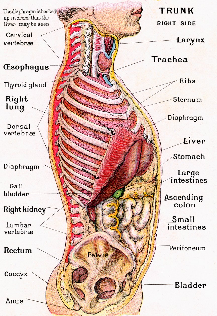 Anatomical View of the Human Torso by German School