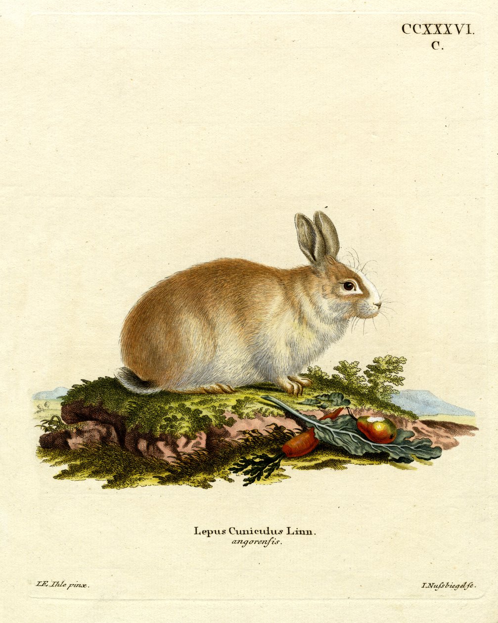 Angora Rabbit by German School: Buy fine art print