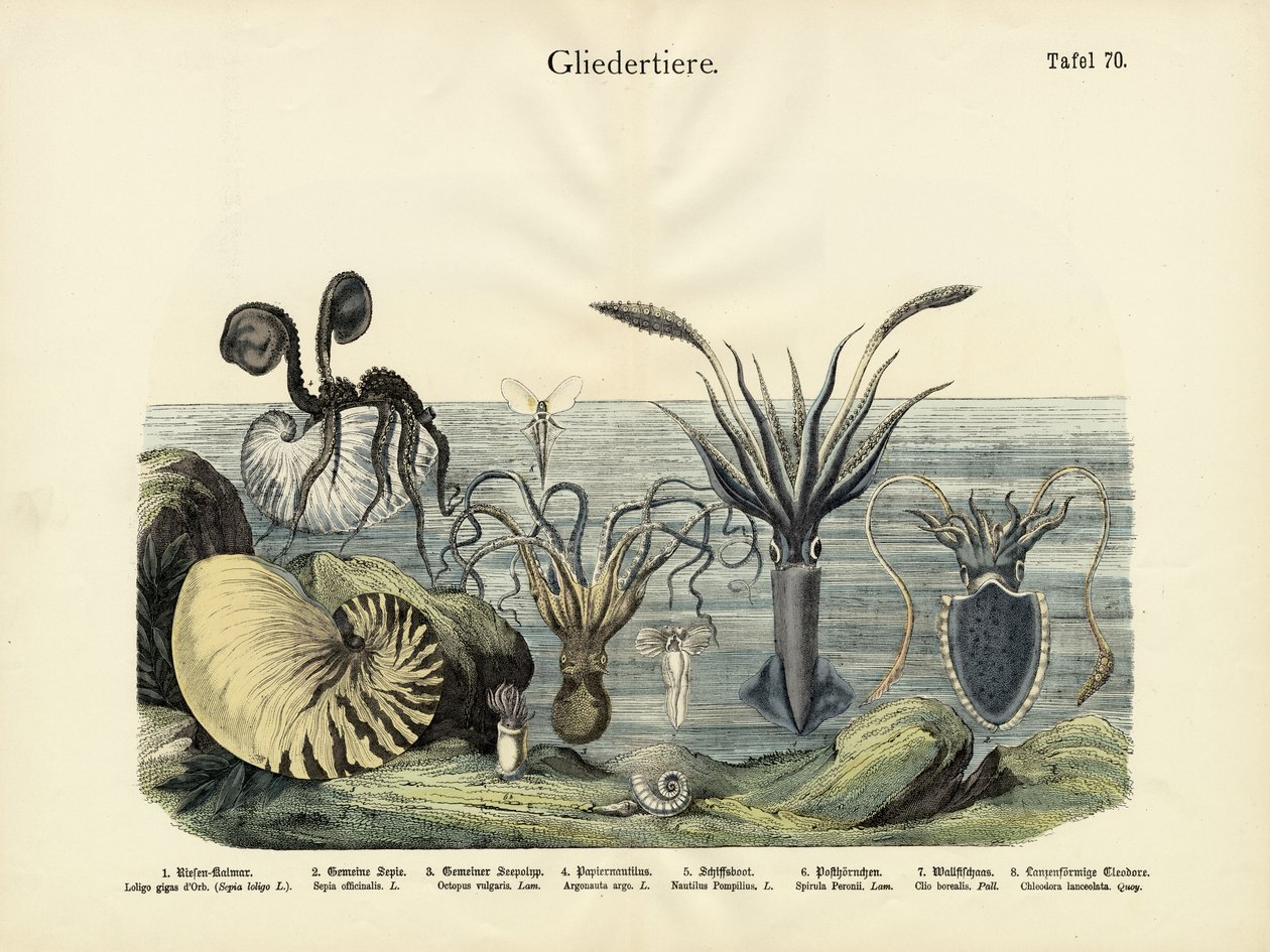 Arthropods, c.1860 by German School