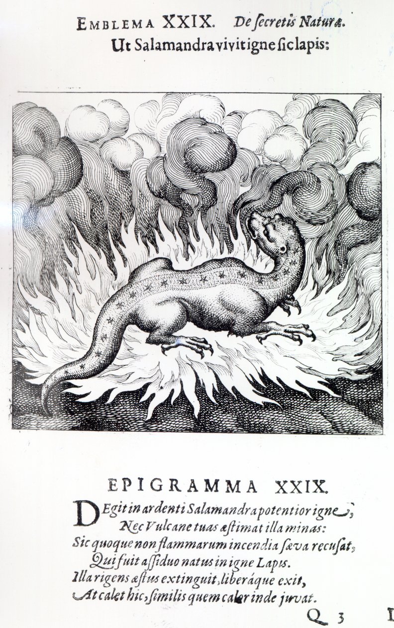 As the Salamander lives in fire, so also the Stone, Emblem XXIX from Atalanta fugiens by Michael Maier, 1617 by German School